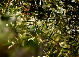 Olives
